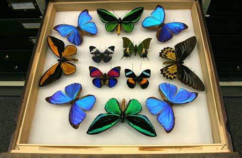 Image Credit Carnegie Museum Of Natural History Framed Butterfly