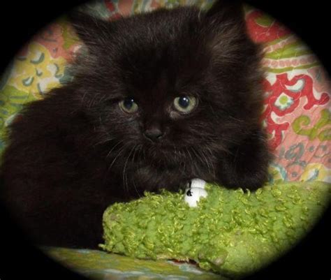 Find more siamese kittens for sale in these neighboring states: Male Black Smoke Persian - Himalayan Kitten 8 Weeks old ...