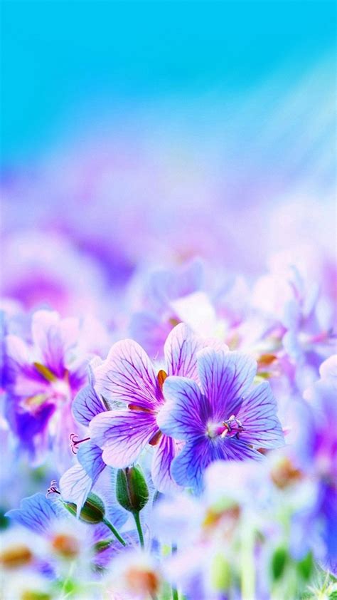 Pretty Purple Wallpapers 53 Images