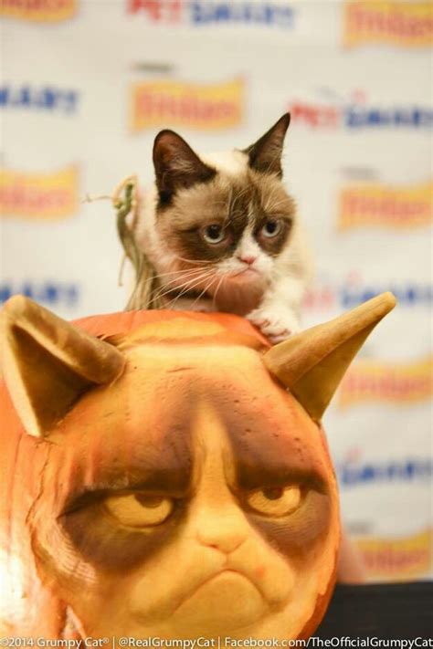 Halloween Grumpkin Grumpy Cat Meme Grumpy Cat Cat Memes