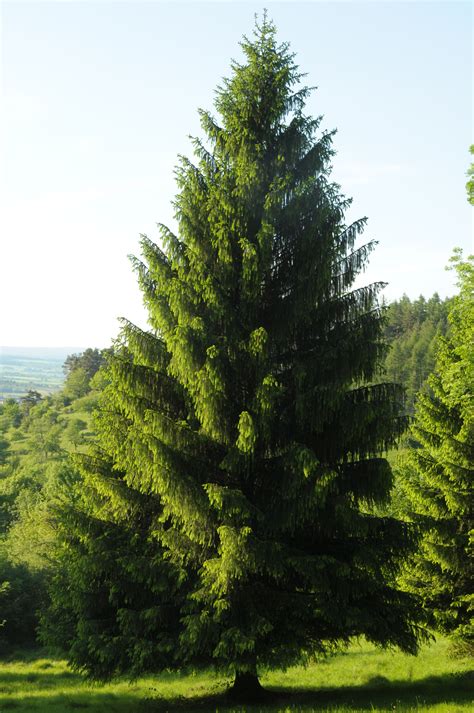 Picea Abies La Pícea Común Pícea De Noruega O Pícea Europea Es Una