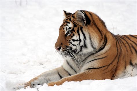 Winter 4k Cute Animals Snow Tiger Hd Wallpaper Rare Gallery
