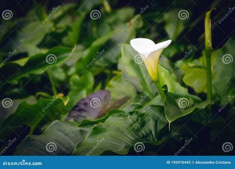 White Calla Lily Flower Alone Stock Image Image Of Life Bright
