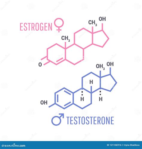 Estrogen And Testosterone Hormones Symbol Stock Vector Illustration