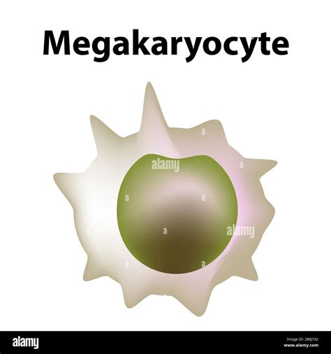 Megakaryocyte Hi Res Stock Photography And Images Alamy