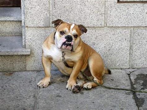 Spanish form of latin abelardus, meaning noble strength. amadis: Spanish Bulldog: History, Temperament, Care, Training ...