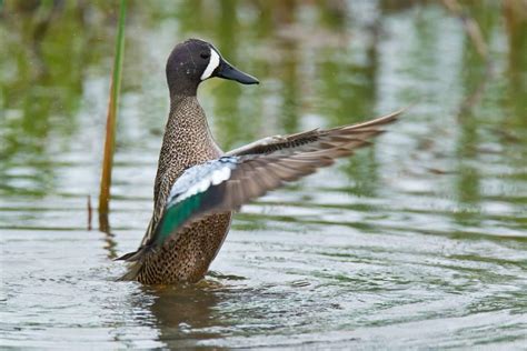 Discover Nature Blue Winged Teal Return Kbia