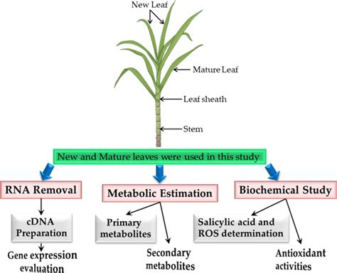 Diagram Of Sugarcane Showing The New And Mature Leaf Samples And