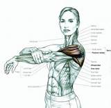 Muscle Exercises Trapezius Photos