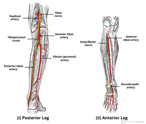 Image Result For Posterior Tibial Artery Arteries And Veins Leg
