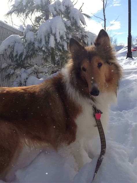 The Ultimate Rough Collie Breed Information Guide Your Dog Advisor
