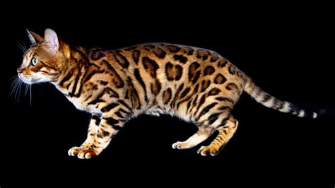 Learn more about the bengal cat breed and see if if you can fulfill the bengal's need for exercise, you'll have a smart, loving cat who can keep you on. Bengal Cats Are Mini Leopard Hybrid Housecats | HowStuffWorks