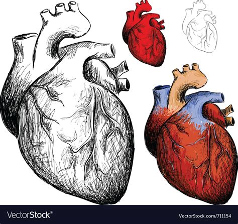 Realistic Heart Royalty Free Vector Image Vectorstock