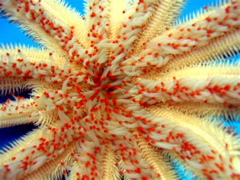 Magnificent Star Starfish A Member Of Paxillosida Image Free Stock