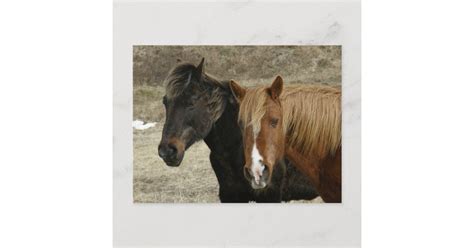Wild Horses On Unalaska Island Announcement Postcard Zazzle
