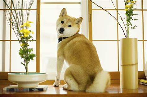 Shiba Inu Dog Breed Information Pictures Characteristics