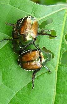 Mating Japanese Beetles What S That Bug