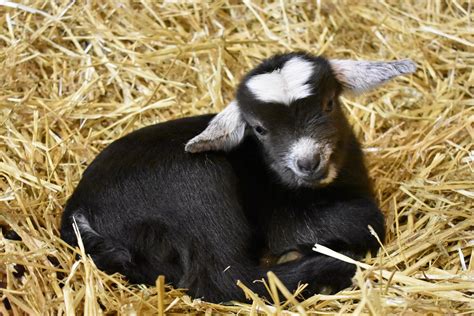 Welcoming New Baby Goats Born at Lollypop Farm • Lollypop Farm