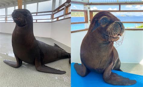 Two Of Coral Worlds ‘geriatric Sea Lions Undergo Eye Surgery St