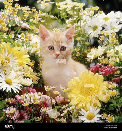 Cream Kitten Among Daisy And Chrysanthemum Flowers Stock Photo Alamy