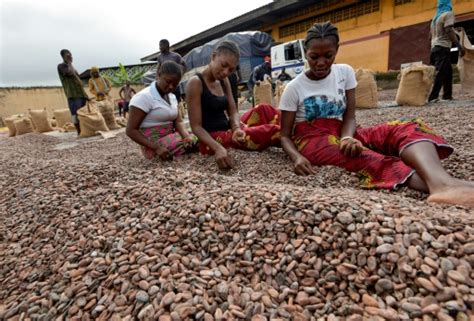 Icoast Must Overhaul Key Cocoa Sector World Bank
