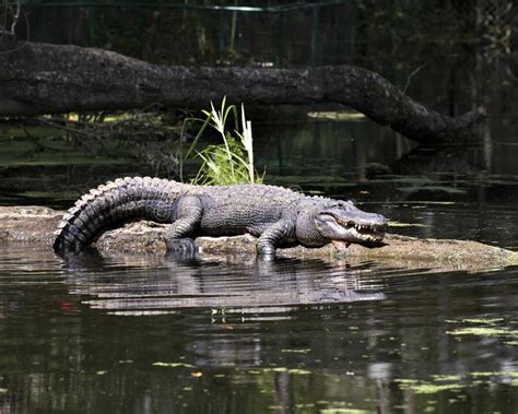Alligator Resting In The Swamps Of Florida S Everglades National Stock