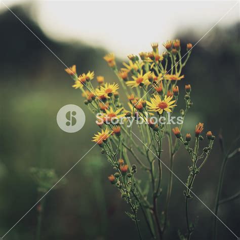 Yellow Meadow Flowers On Dark Green Natural Background In Field In