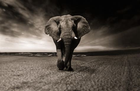 Elephant Spirit Animal Symbolism Meaning And Dreams