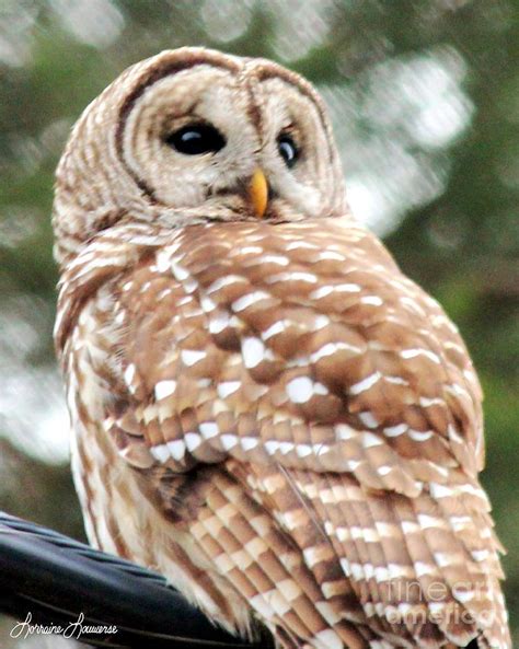 Hoot Owl 1 Photograph By Lorraine Louwerse Pixels