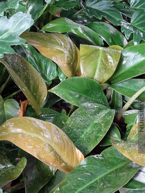 The total number of species varies in different sources from 400 to 700. xl Leathery Philodendron Imperial Red - Kens Nursery