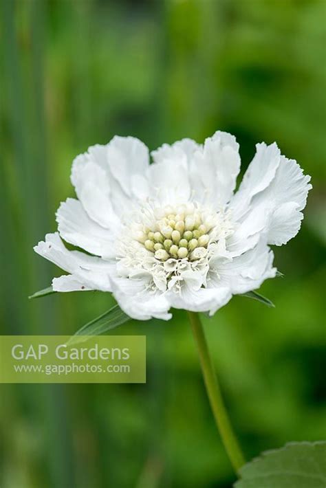 Scabiosa Caucasica Stock Photo By Nicola Stocken Image 0566188