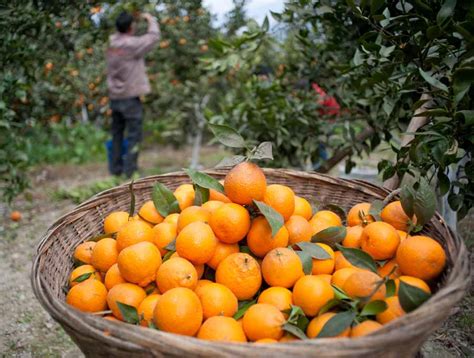 Rezept für eine supersaftigen karottenkuchen von herzelieb. Frische Orangen für digiposter Kunden | digiposter Schweiz