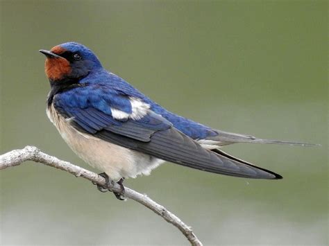 barn swallow photos and videos for all about birds cornell lab of ornithology in 2023 barn