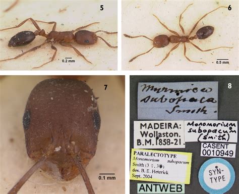 New Synonyms Of Two Arabian Ants Of The Genus Monomorium Mayr 1855