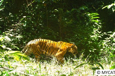 Protect The Malayan Tiger And Restore Its Habitat Globalgiving