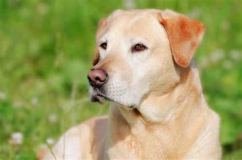 Labrador Retriever Dog Breed Information Pictures And More
