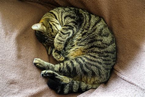 Sleeping Cat Free Photo Download Freeimages
