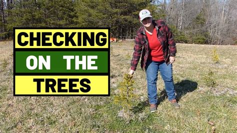 Match the pairs of antonyms: #105 Checking On The Christmas Trees. Do We Have Pest or ...