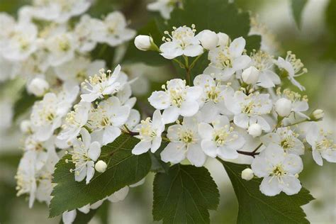 How To Grow And Care For Hawthorn Trees Gardeners Path