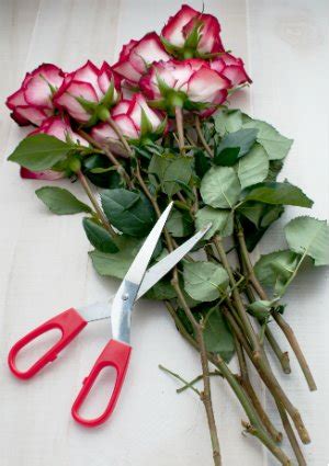 An acidifier to lower the ph of the water, enabling it to move quickly up freshly cut stems. How to Keep Cut Flowers Fresh - Quick Tips - Bob Vila
