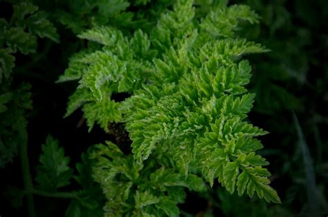 Close Up Of Green Fern Plant Free Stock Photo Public Domain Pictures