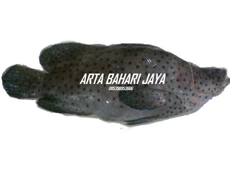 Ada dua jenis kerapu sunu yang berharga tinggi dan terdapat di indonesia yaitu plectoparmus leopardus. IKAN EXPOR: KERAPU SUNU
