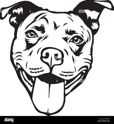 Pit Bull Pitbull Dog Dog Breed Pet Puppy Isolated Head Face Stock