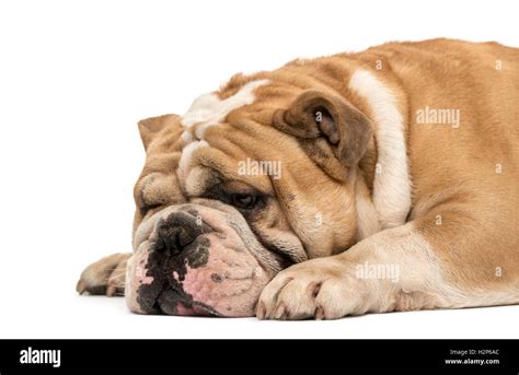 Side View Of An English Bulldog Sleeping And Lying Down Isolated On