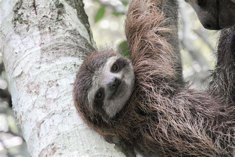 Love And Respect For Sloths The Sloth Conservation Foundation