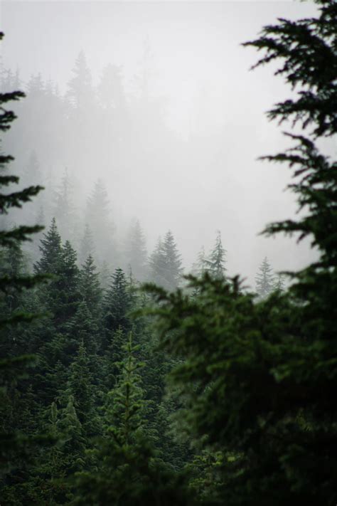 Pacific Northwest Forest Pictures Download Free Images On Unsplash In