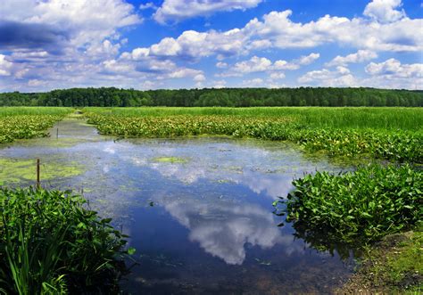 Free Images Landscape Tree Water Nature Grass Swamp Wilderness