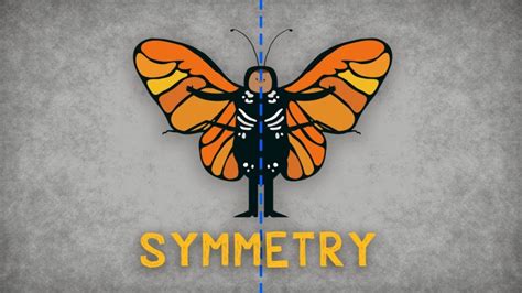 Ted Ed Animation Explaining The Importance Of Symmetry