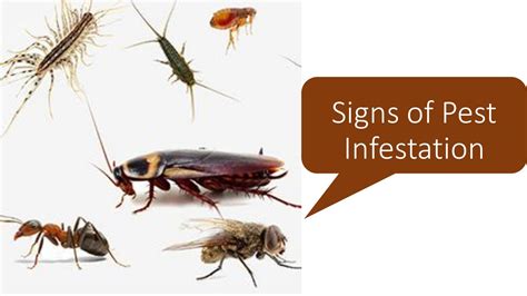 Signs Of Pest Infestation By Urbanwildlifecontrol Issuu