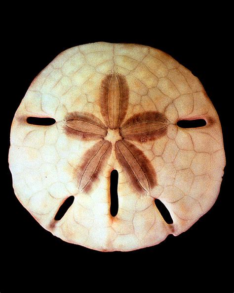 Keyhole Sand Dollar Color Photograph By William A Conklin